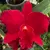 Cattleya Destiny Golden Fire - ADULTA com haste floral