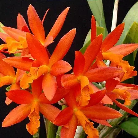 Cattleya Lc Blazen Treat