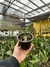 Laelia Purpurata Carnea - MUDA T2 na internet