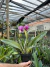 Cattleya Trianae Tipo - ADULTA - comprar online