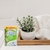 Detergente Pedra Sanitária PINHO 22G Novo Frescor Para Vaso Sanitário Privada Durável Combate Bactérias CAIXINHA - loja online