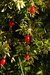 Aceite de Mosqueta - comprar online