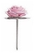 Suporte De Rosa Em Inox