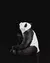 Suporte Garrafa Vinho Panda - comprar online