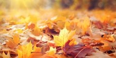 Banner de la categoría BLENDS DE OTOÑO