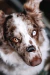 Petisco de Pato | Natuka - O Blue | Pet Shop 