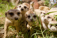 General Entrance - buy online