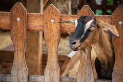 Terra Passport on internet