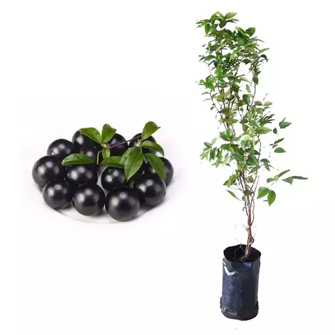 Muda Jabuticaba Sabará 40 cm - comprar online