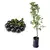 Muda Jabuticaba Sabará 40 cm - comprar online