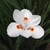 Imagem do Moreia Branca - Dietes bicolor