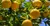 Muda de Yuzu Enxertado – Limão Japonês Raro e Aromático - Jobar Agro