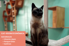 PAQUETE 7 NOCHES EN CAT-ROOM ECONÓMICA - Hoteles de Gatos Mishmosos