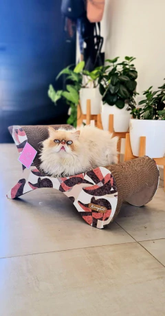 Rascador de Cartón para Gatos Selene 62x40x38 - tienda online