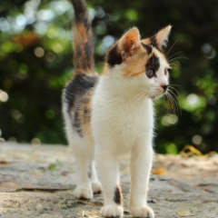 Ana Cláudia Medeiros