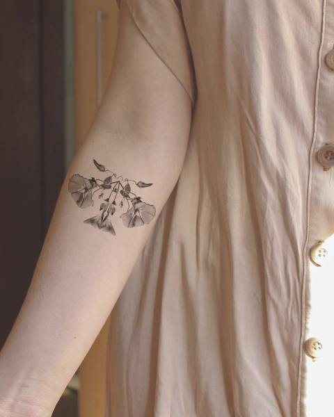 Glória da Manhã — Espelho Botânico Tattoo na internet