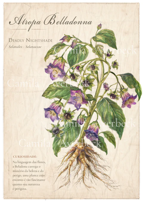 Atropa Belladonna - comprar online