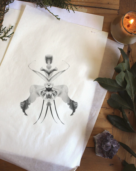Orquídea — Espelho Botânico Tattoo - Camila Averbeck