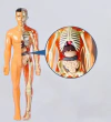 Maniquí - The human body
