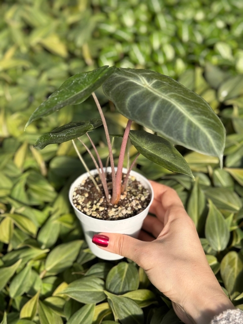 ALOCASIA PINK DRAGON MINI - comprar online