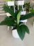 SPATHIPHYLLUM SENSACION