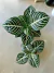 APHELANDRA - Savia Boutique de Plantas