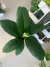 SPATHIPHYLLUM SENSACION - comprar online