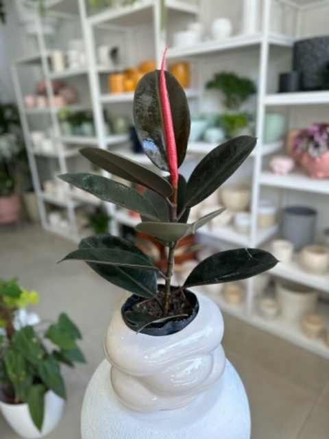 GOMERO BORGOÑA - comprar online