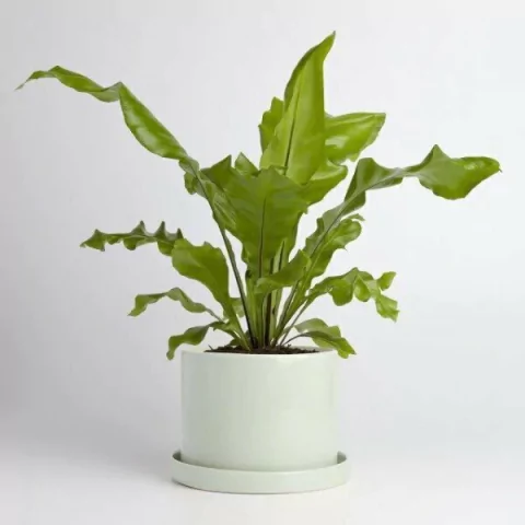 MACETA CILINDRO MEDIANA