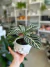 APHELANDRA en internet