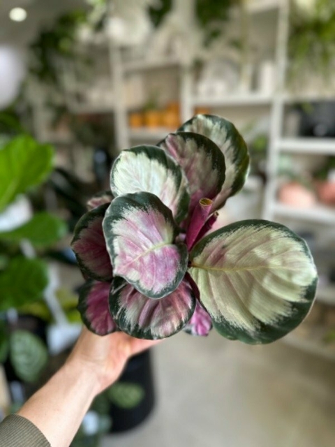 CALATHEA ROSEOPICTA ROSY con Detalles