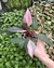 PHILODENDRON PINK PRINCESS MINI - comprar online