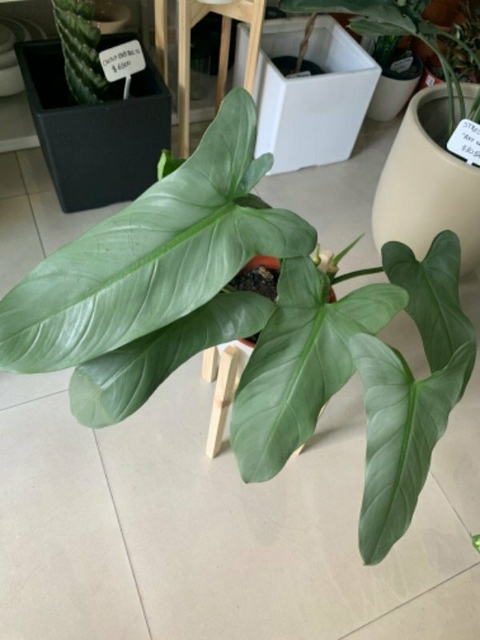 PHILODENDRON HASTATUM SILVER