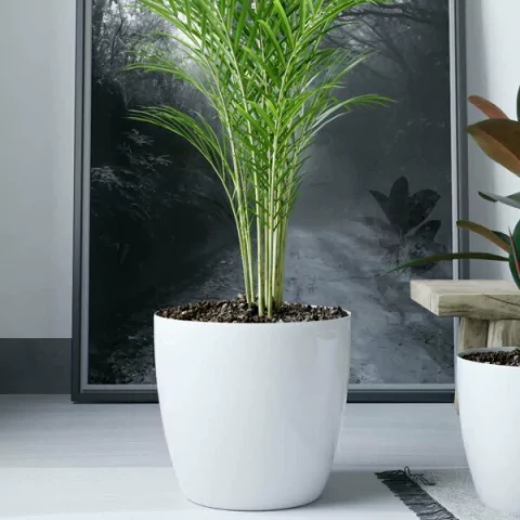 MACETA PREMIUM REDONDA - comprar online