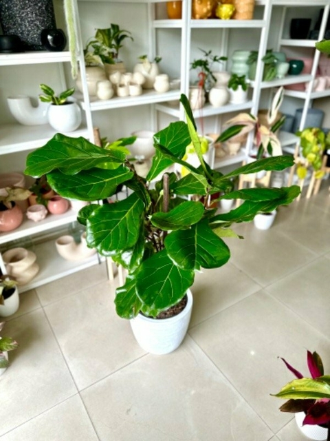 FICUS PANDURATA - comprar online