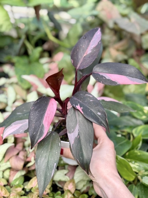 PHILODENDRON PINK PRINCESS MINI