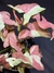 SYNGONIUM VARIEGADO ROSA Y BLANCO MINI - comprar online