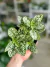 HYPOESTES O PALETA DE PINTOR - Savia Boutique de Plantas