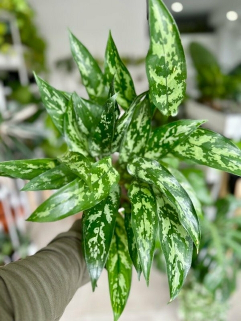 AGLAONEMA MARÍA