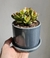 MACETA CILINDRO CHICA - comprar online