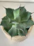 AGAVE POTATORUM (MAGUEY TOBALÁ) - comprar online