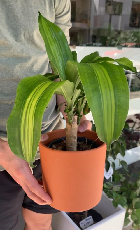 MACETA BARRO TERRACOTA CILINDRO