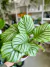 CALATHEA ORBIFOLIA - comprar online