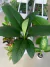 SPATHIPHYLLUM SENSACION en internet