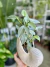 PHILODENDRON HASTATUM SILVER en internet