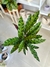 CALATHEA GEOPPERTIA INSIGNIS - Savia Boutique de Plantas