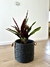 CALATHEA GEOPPERTIA INSIGNIS - tienda online