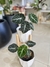 ALOCASIA BLACK VELVET - comprar online