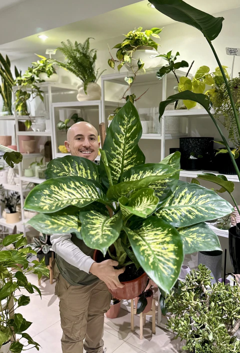DIEFFENBACHIA TROPIC en internet
