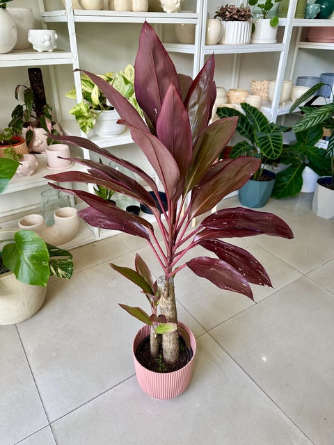 DRACENA RUBRA - comprar online